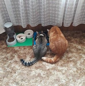 Meet your Posher, Susan